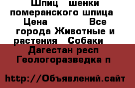 Шпиц - шенки померанского шпица › Цена ­ 20 000 - Все города Животные и растения » Собаки   . Дагестан респ.,Геологоразведка п.